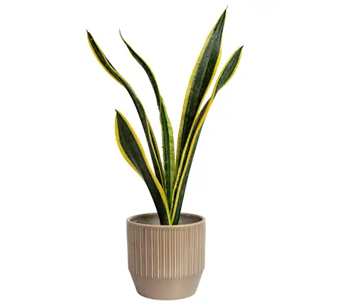 CxBlog-Gifts-CatchAll-SnakePlant