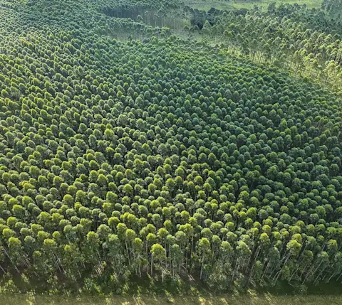 reforestation1