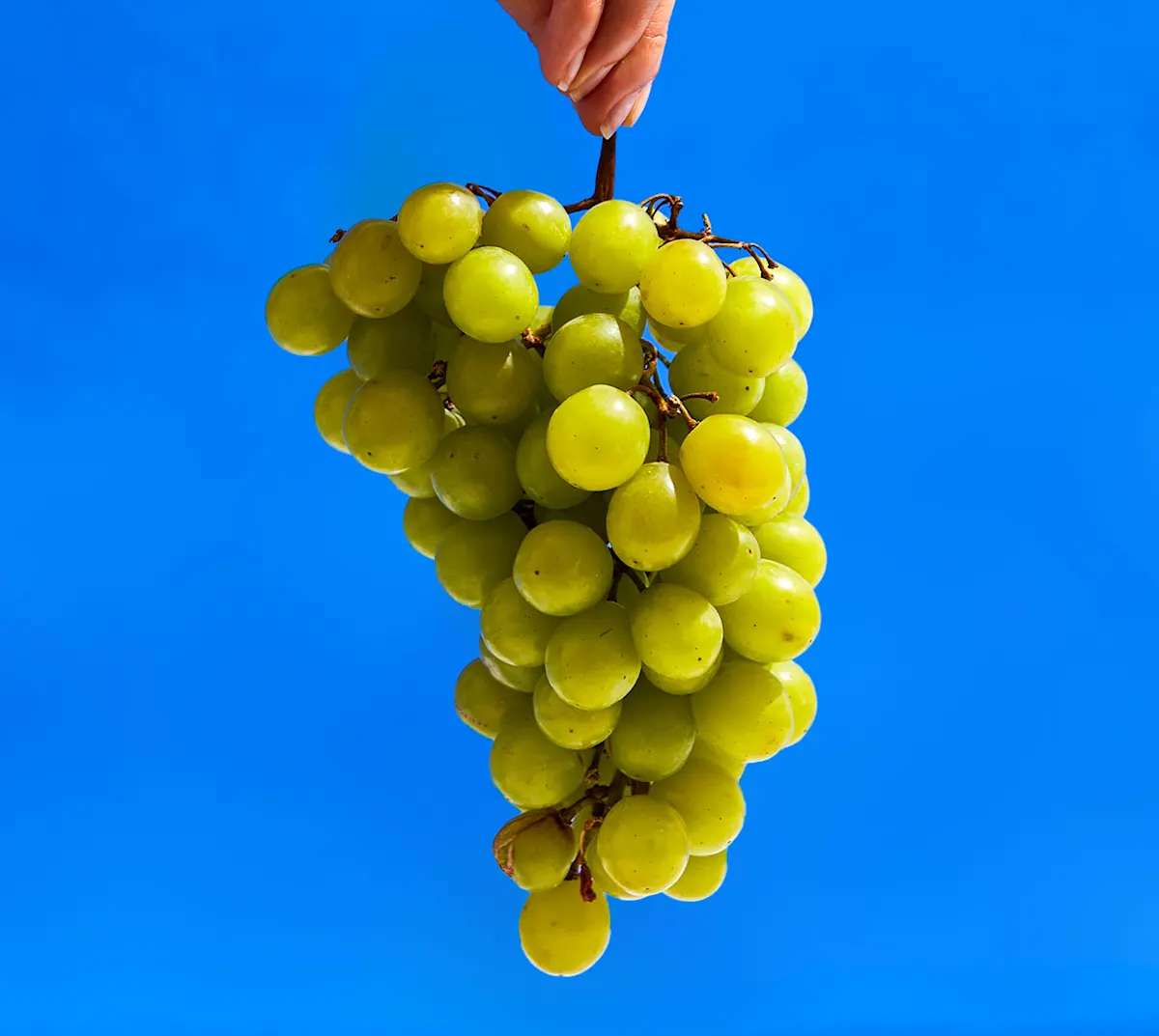 CxBlog-DD-Grapes-LEAD