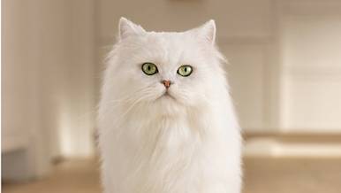 Ads - Purina Case Study - Cat Image