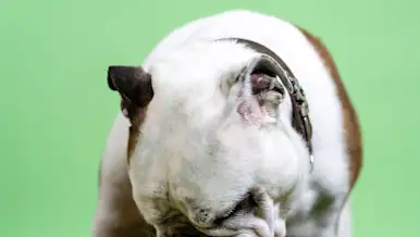 Cx Blog_DoorDash-DogFood_feature