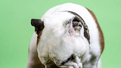 Cx Blog_DoorDash-DogFood_feature