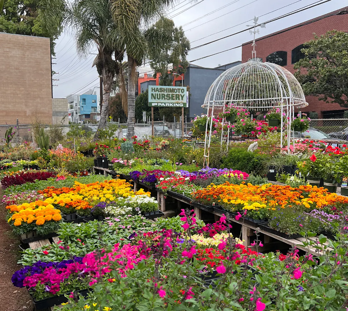 Cx Blog - Taste of Sawtelle - Hashimoto Nursery