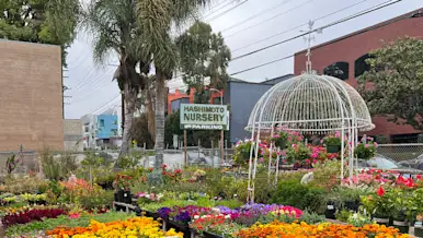 Cx Blog - Taste of Sawtelle - Hashimoto Nursery