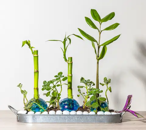 CxBlog-DD-BOUQUETS-prettyplant