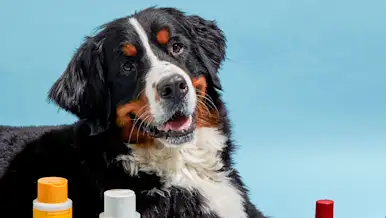 CxBlog-DD-DogShampoos-LEAD