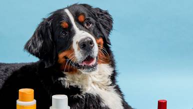 CxBlog-DD-DogShampoos-LEAD