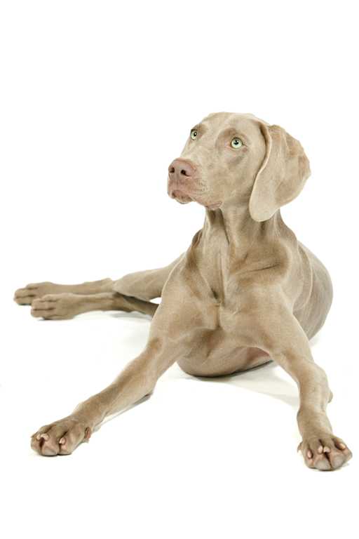 Bloxxters CDO (Chief Dog Officer) Ally