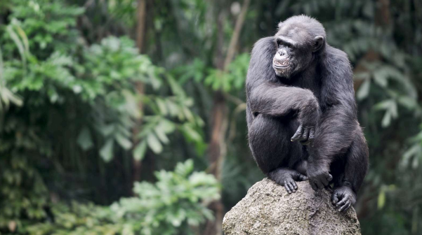 【肯雅】旅行團 (KK10C) 10天動物大遷徙 東非肯雅 瑪莎瑪拉.奈瓦沙湖 (新月島) .納庫魯湖.甜水野生動物保護區 大猩猩