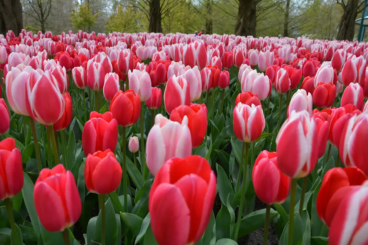 tulips-5350127 1920