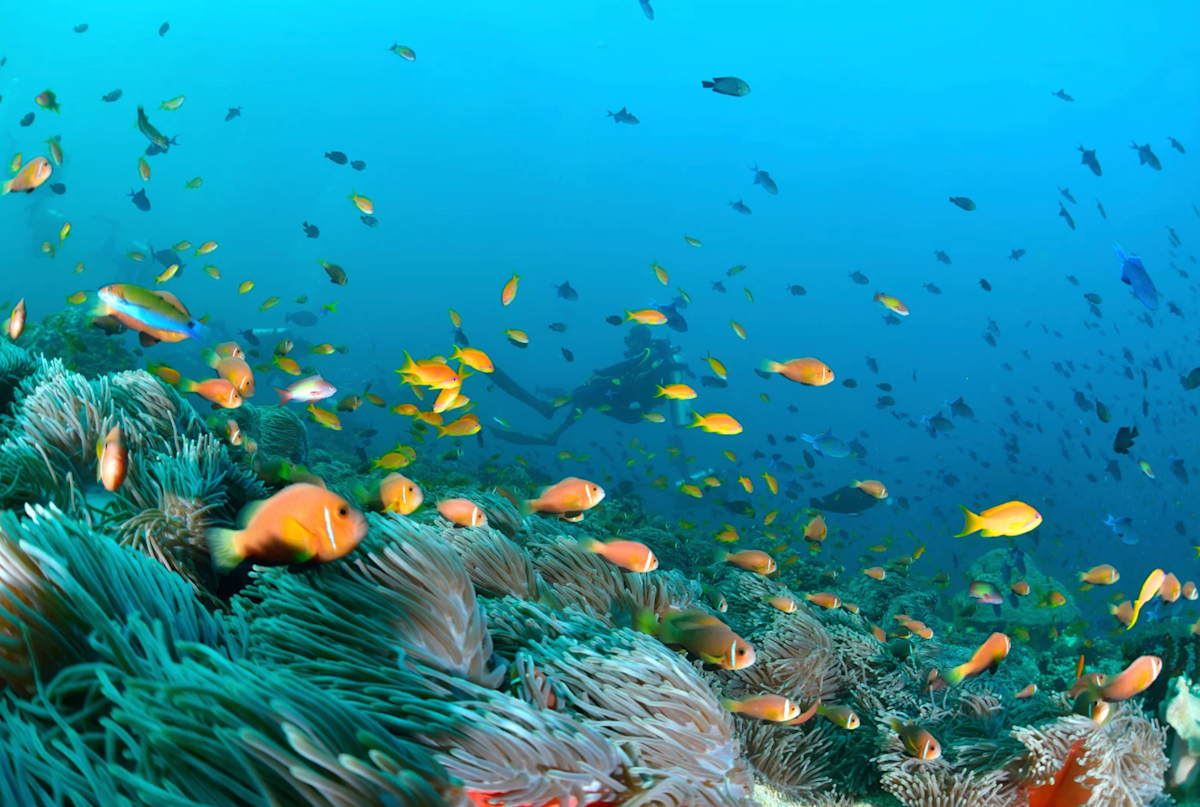 Maldives馬爾代夫潛水艇