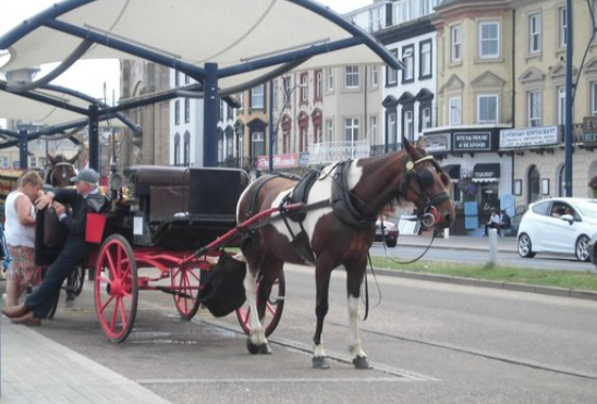 Horse Carriage