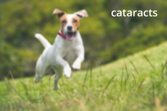 Jack Russell (Cataract)