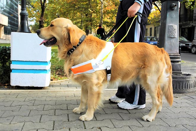 Guide dog