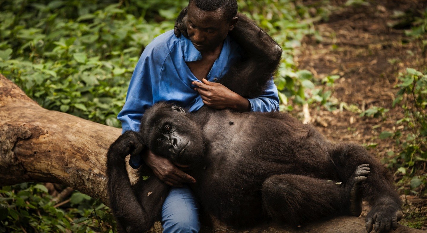      protecting virunga's