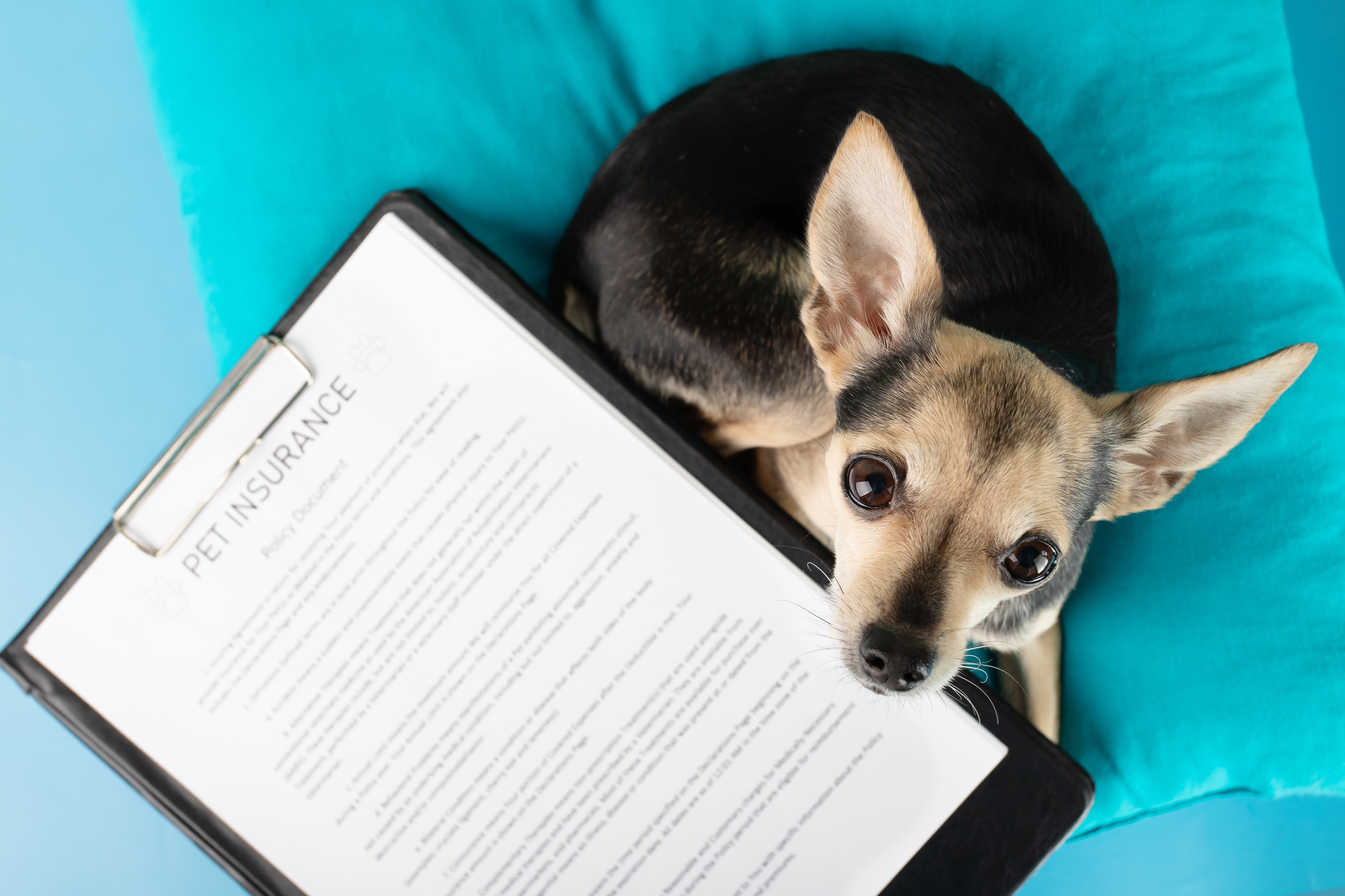 What Are Coverage Limits in Pet Insurance?