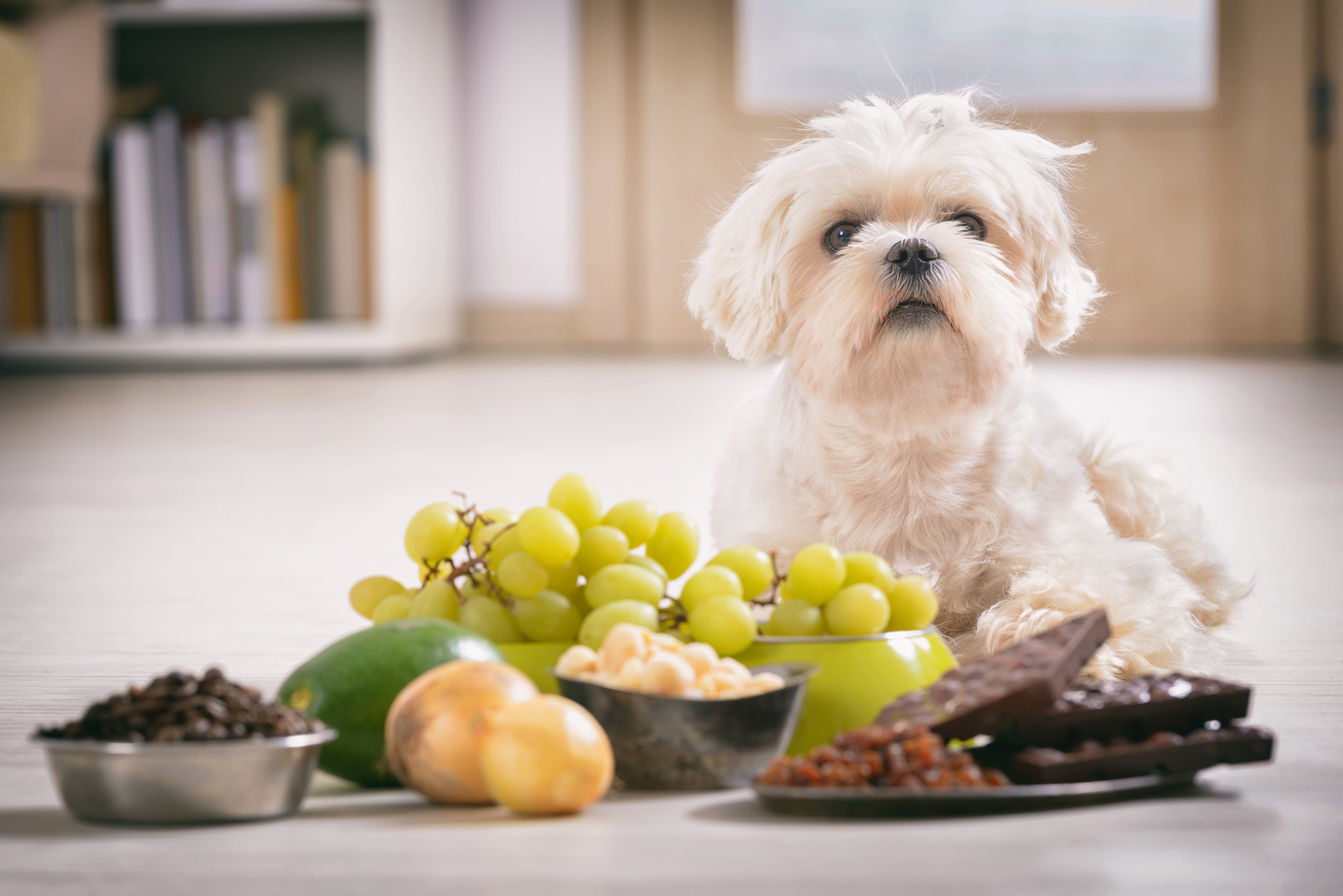 Common Household Items Toxic to Dogs