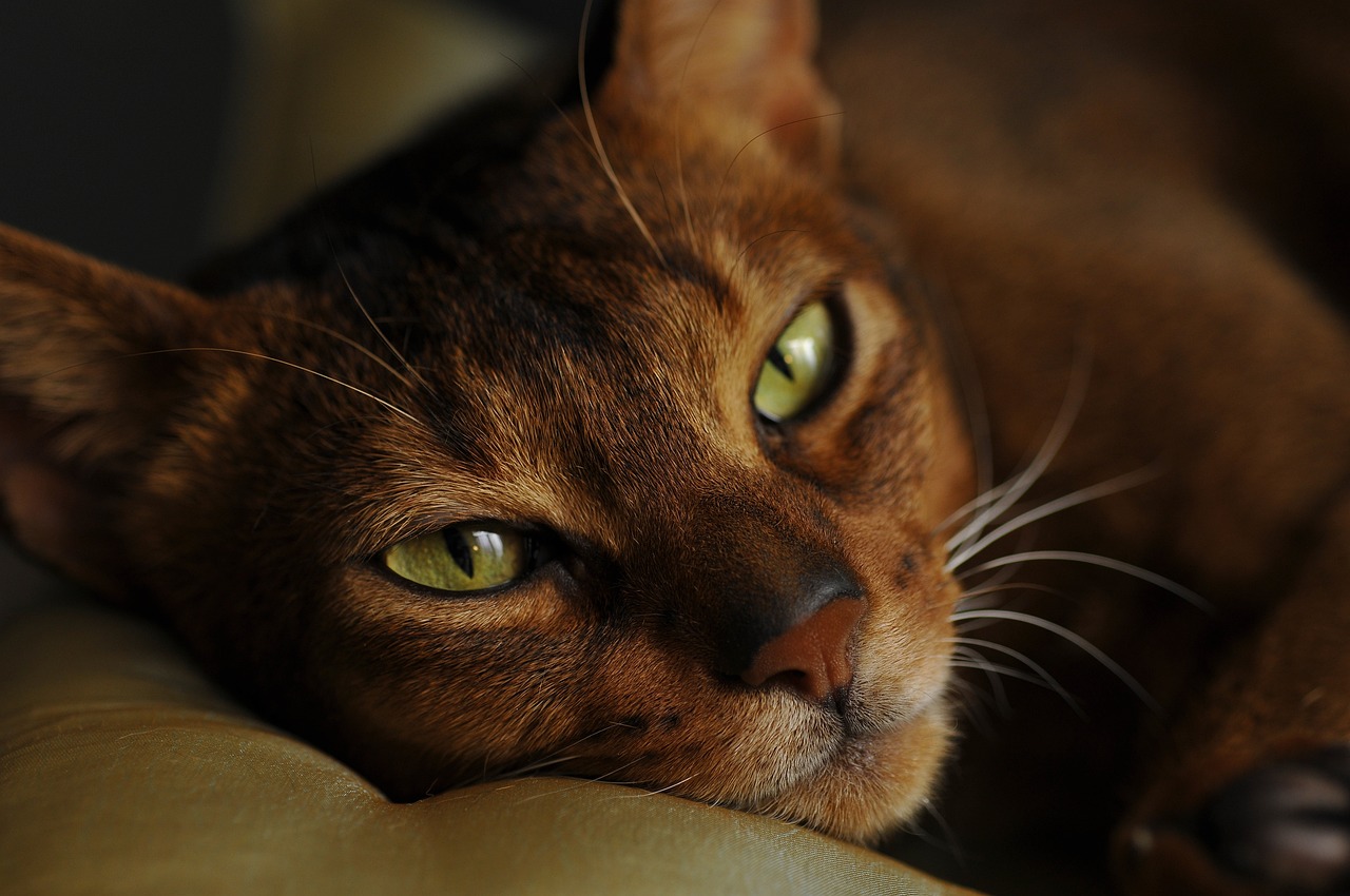 Most Common Health Conditions For Abyssinian Cats