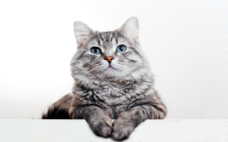 What You Need to Know About FIV in Cats