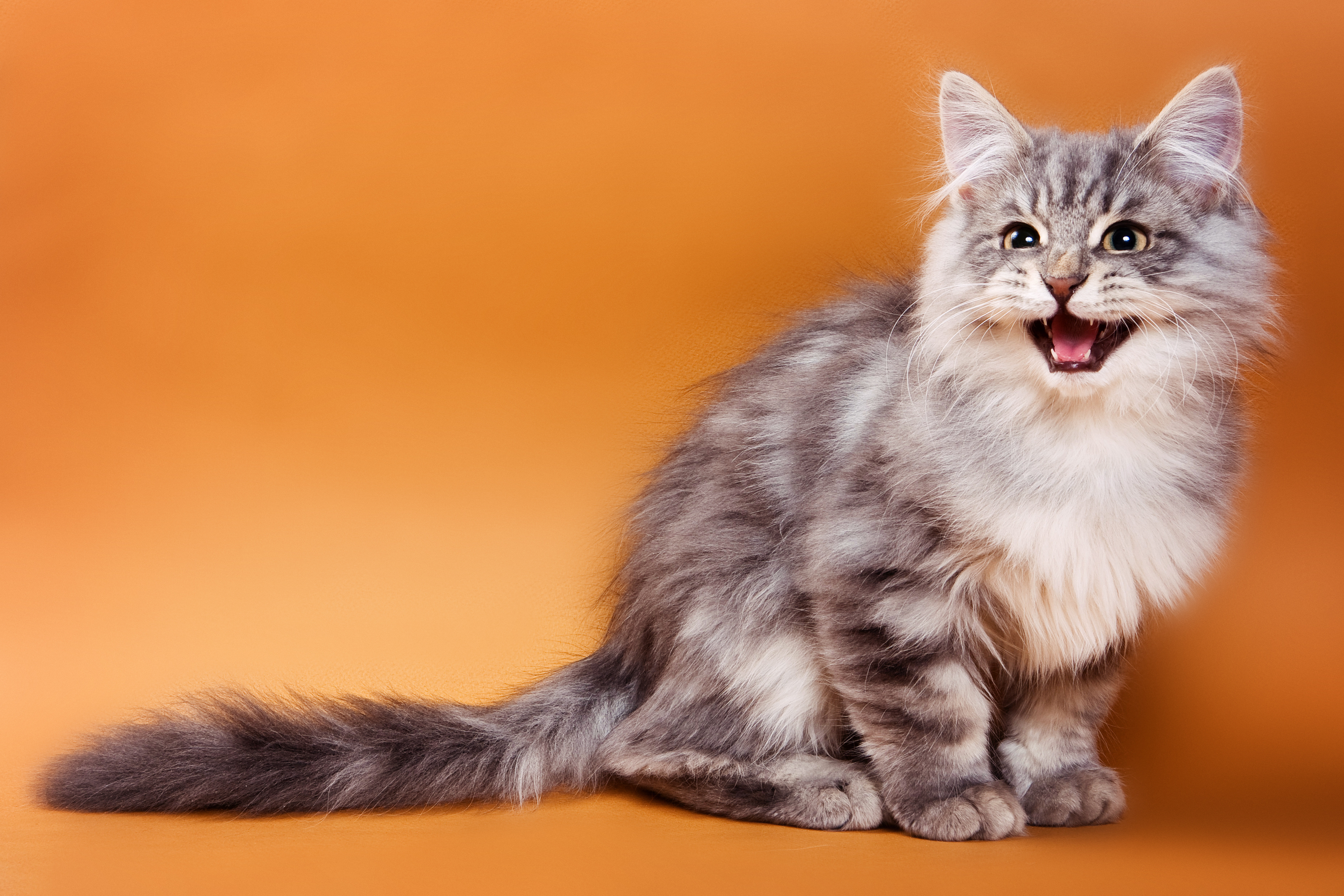 Flea and Tick Prevention for Cats