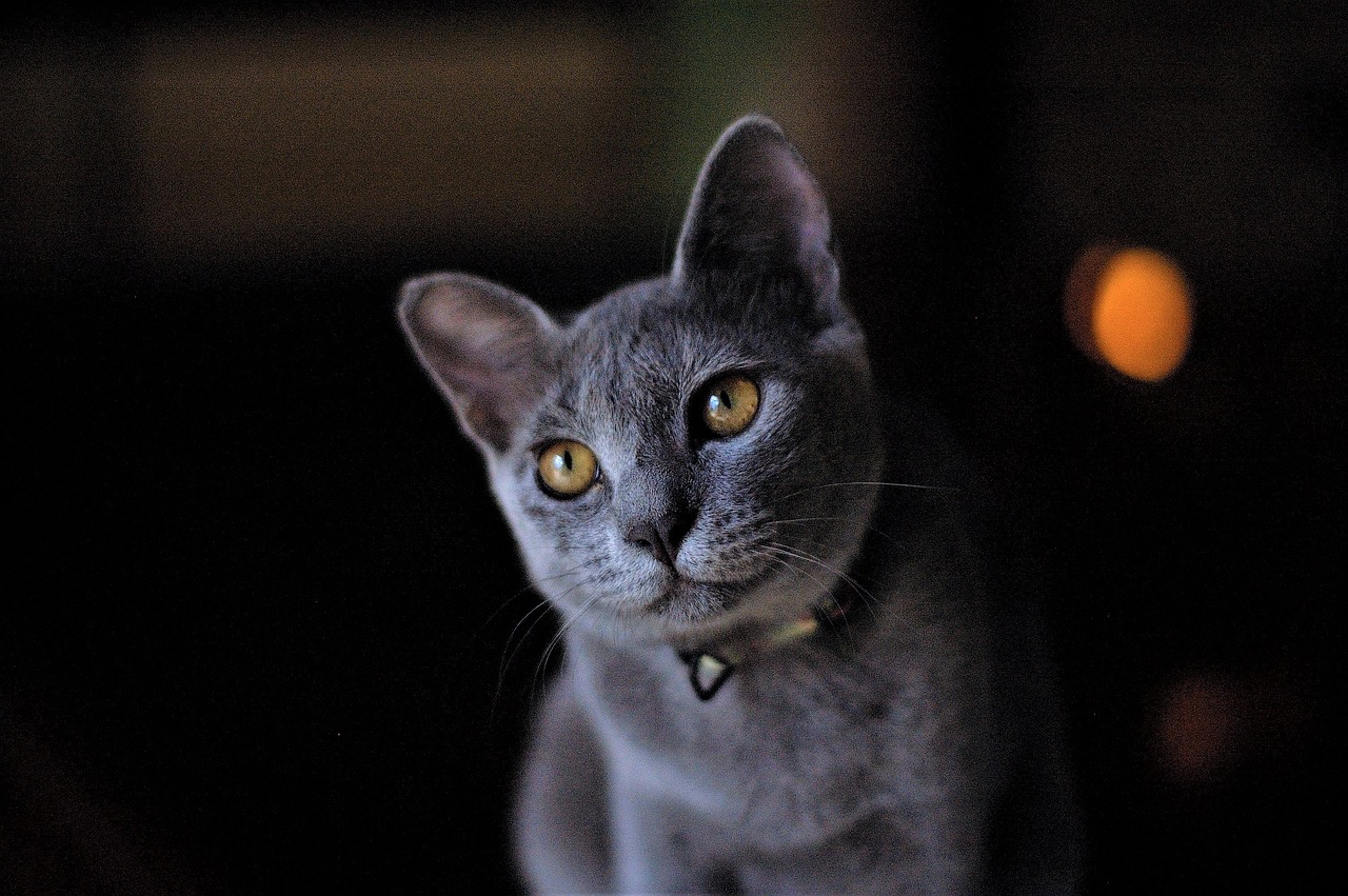Most Common Health Conditions For Russian Blue Cats