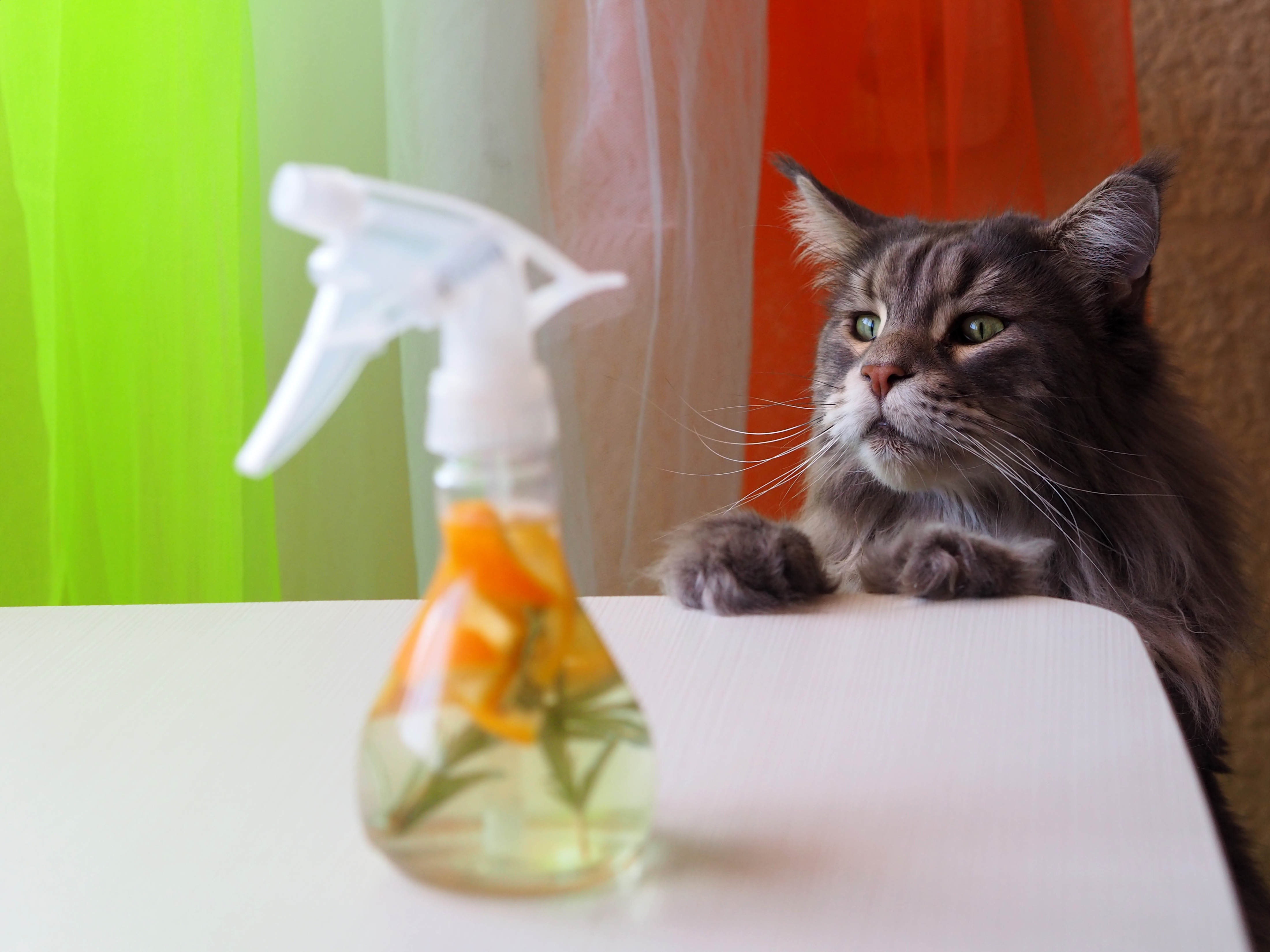 Common Household Items Toxic to Cats