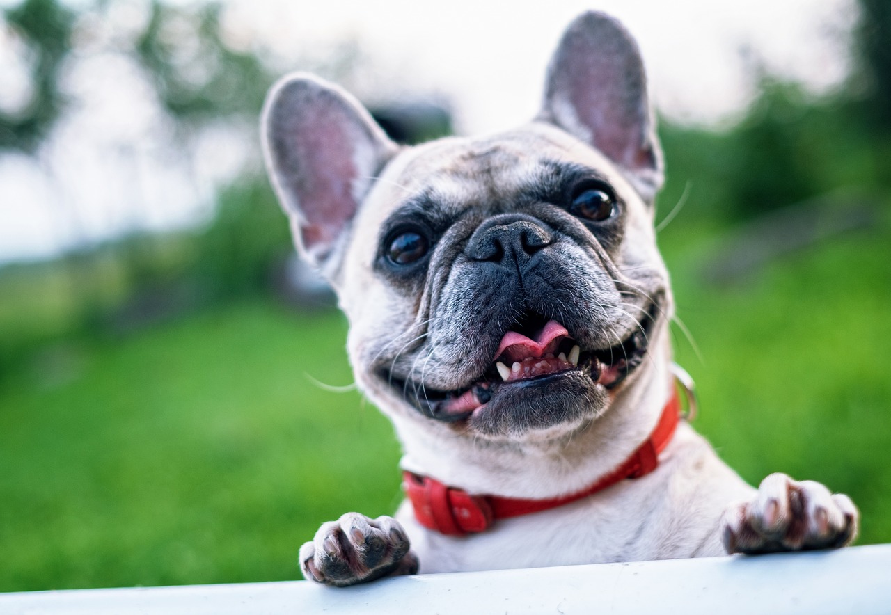 Most Common Health Conditions For French Bulldogs
