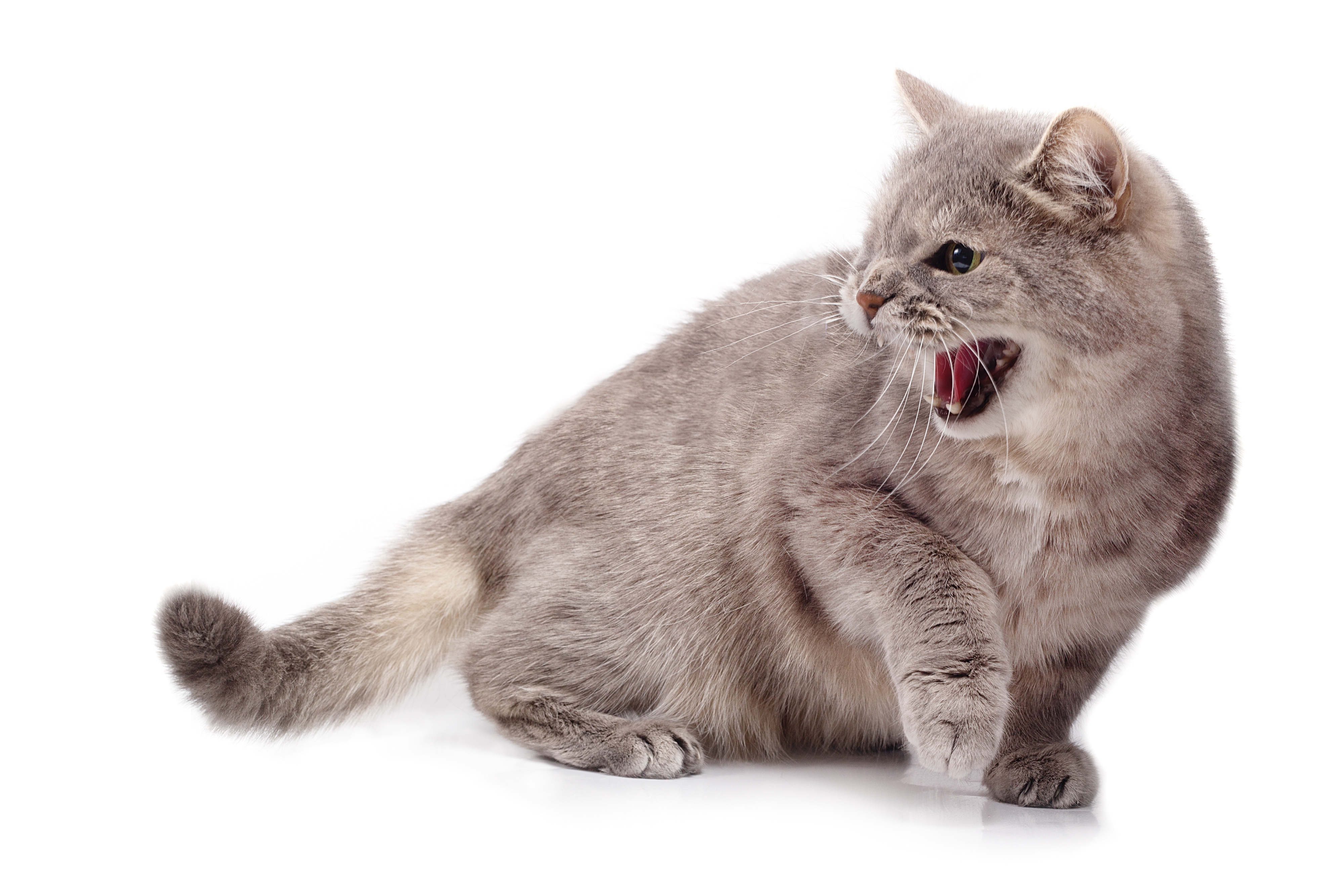 Understanding Cat Communication: Interpreting Vocalizations and Body Language