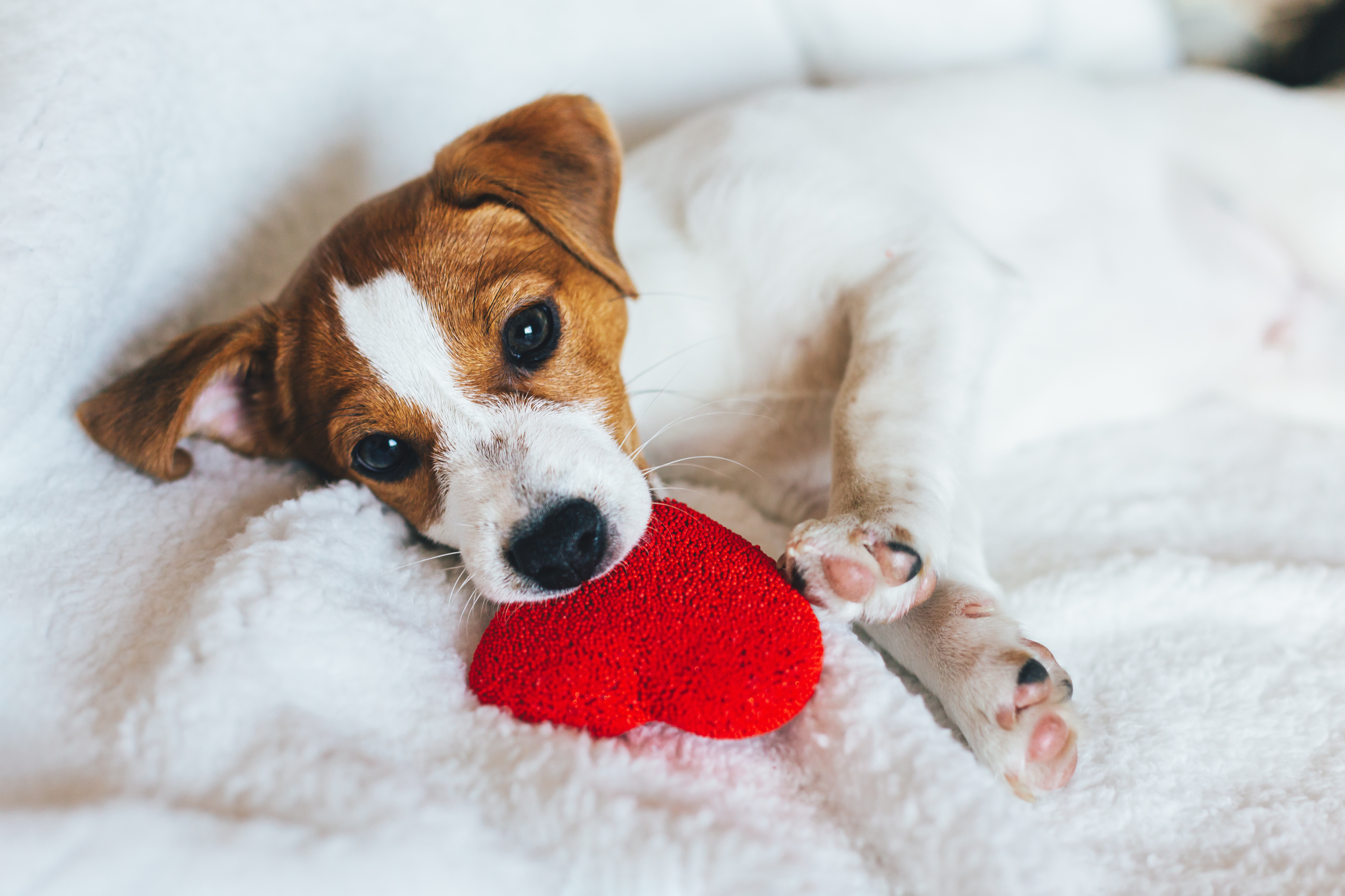 Heart Murmurs in Dogs