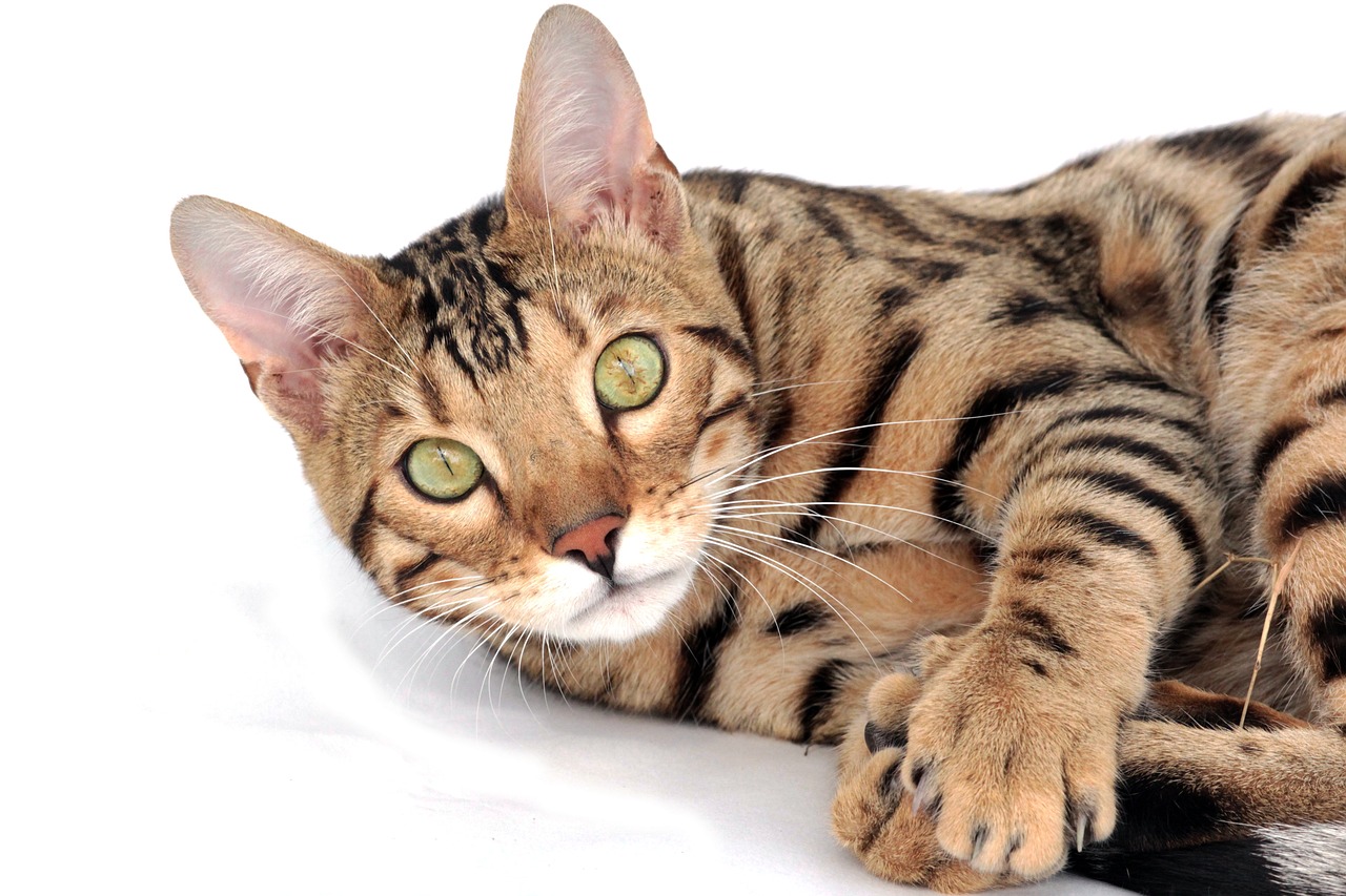 Most Common Health Conditions For Bengal Cats