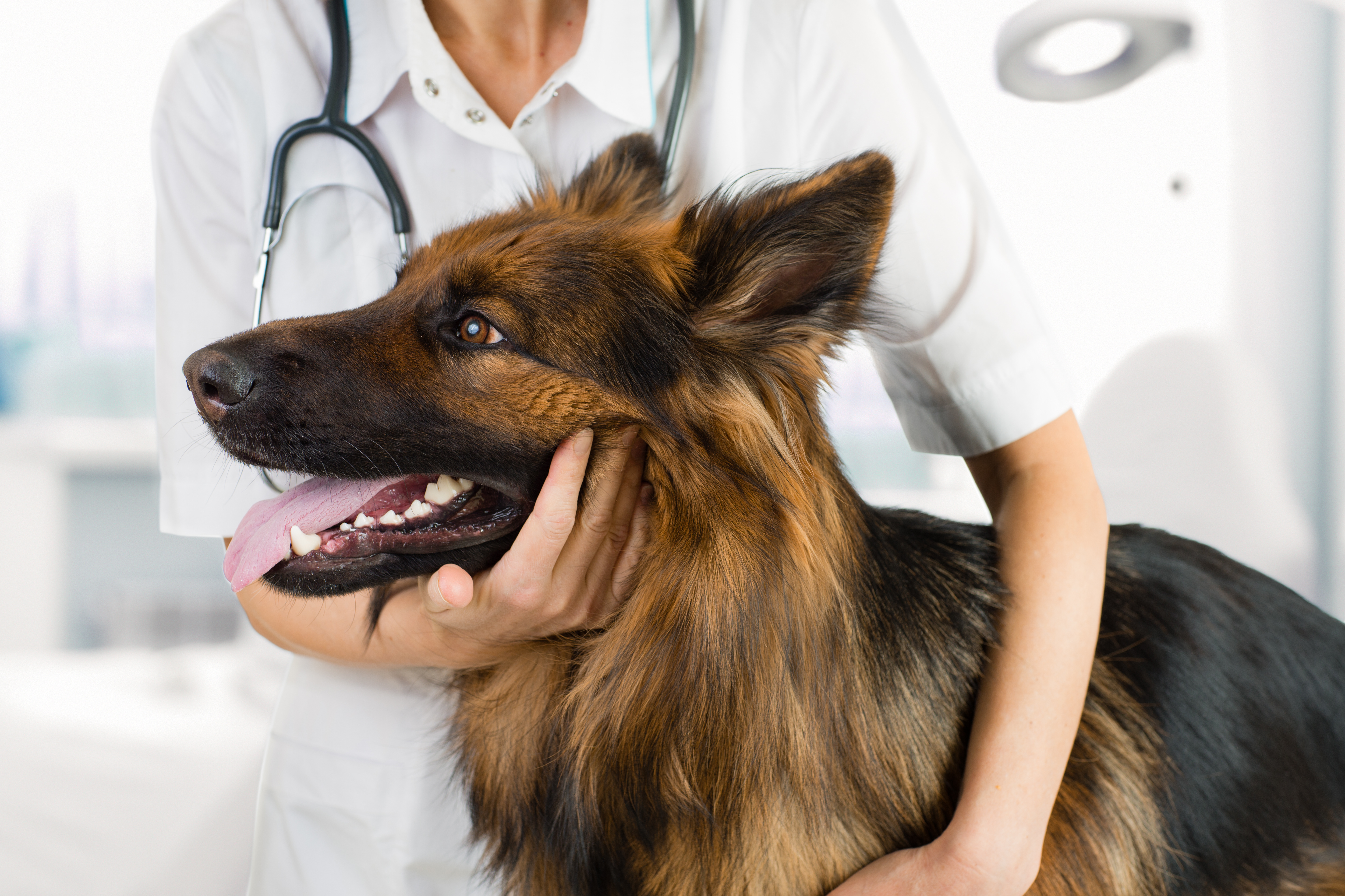 Cushing’s Disease (Hyperadrenocorticism) in Dogs
