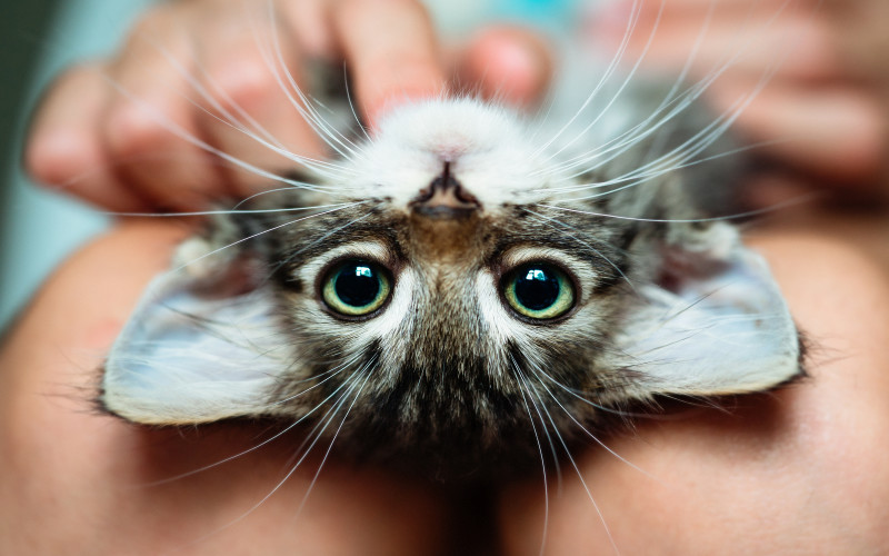 upsidedown-kitten-getting-pets