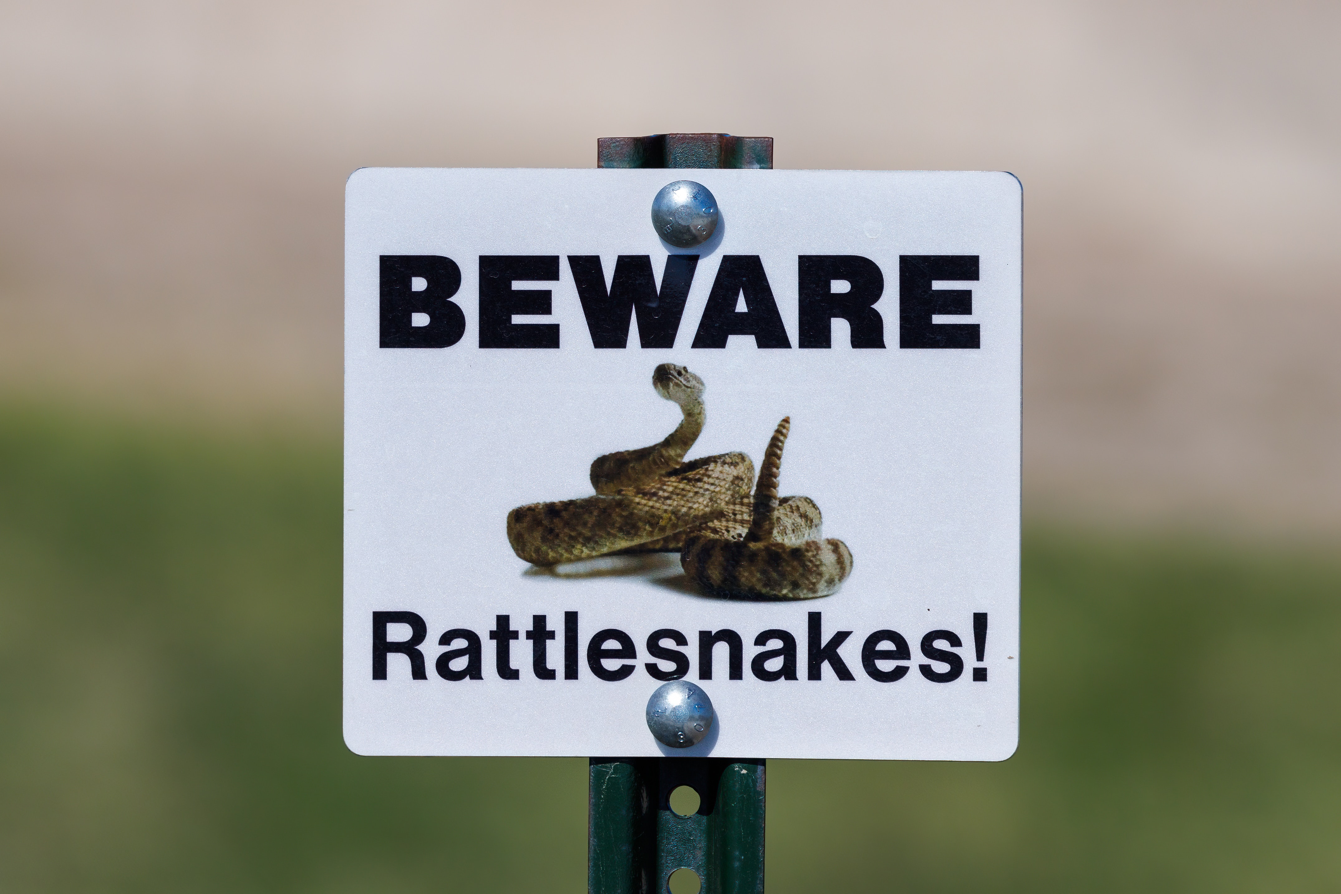 Rattlesnake Vaccine for Dogs