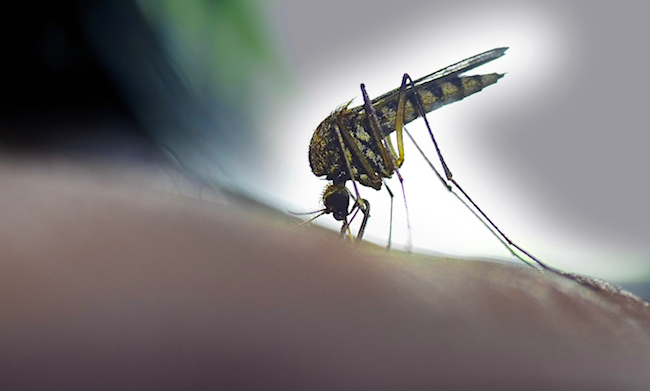 Piqûres d’insectes et de moustiques : comment les reconnaître ?
