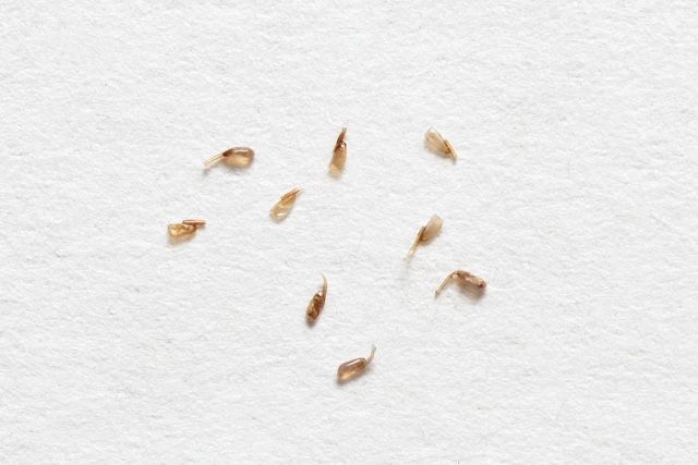 Les poux image Les poux image