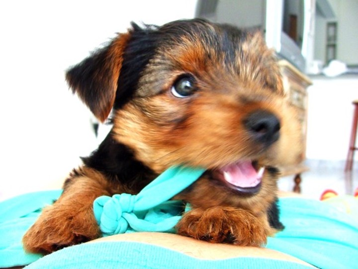Puppy bites a ribbon