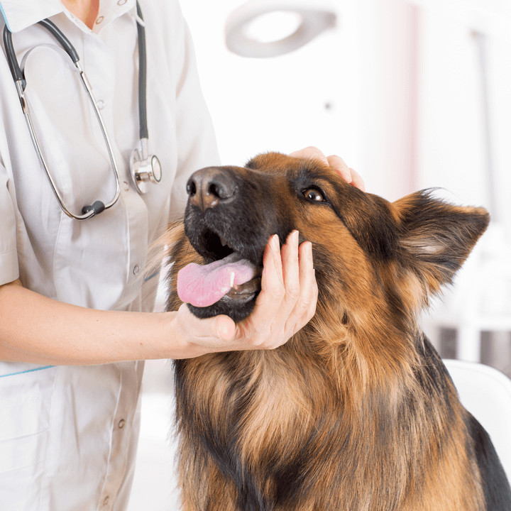 pet insurance cost