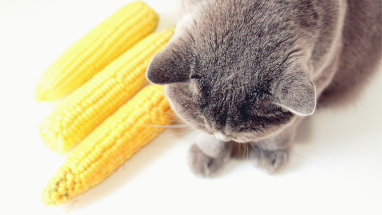 Cat looking at corn cobs