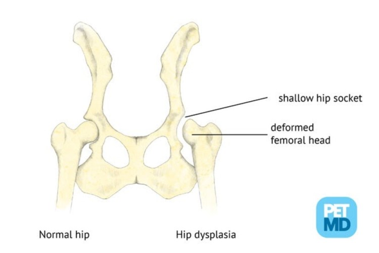 Image of Diagnosed Hip Dysplasia in Dog