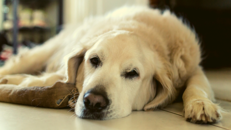Tired Golden Retriever dog lying down on the floor
