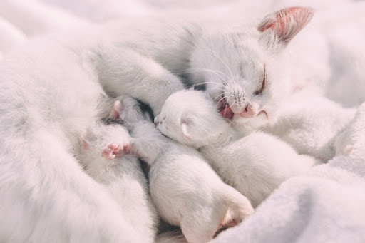 White cat licking kittens