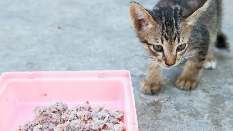 Kitten eating rice