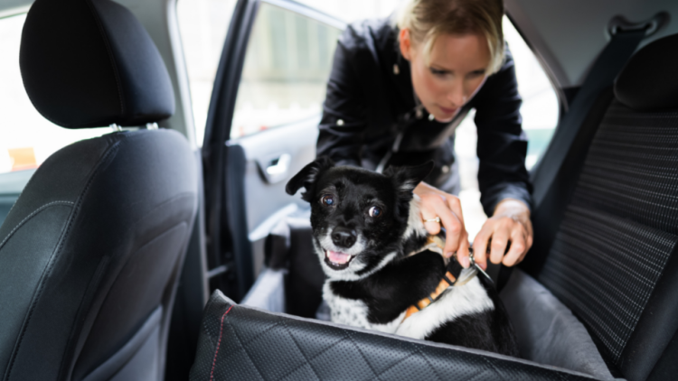 pet safety harness for car
