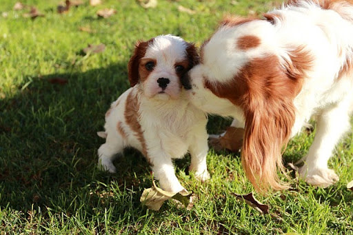 King Charles Spaniels with puppy
