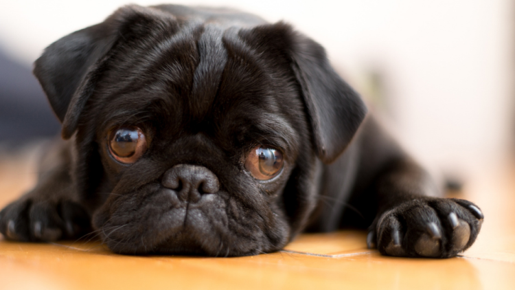 Black Pug puppy laying on the ground