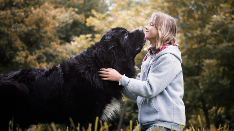 Black Newfoundland dog giving a kiss