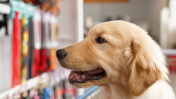 golden retriever puppy in pet store
