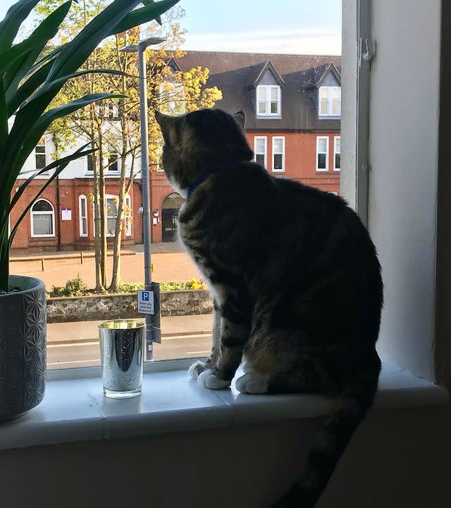 Cat staring out window