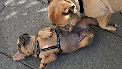 French Bulldog cleans puppy's belly