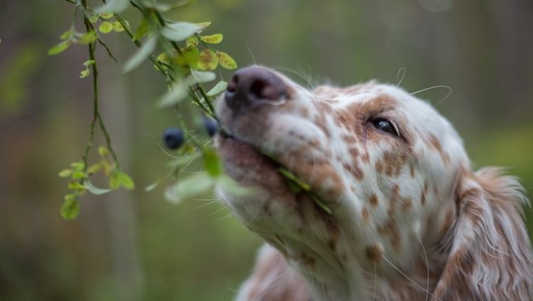 Dog eating berry off bush